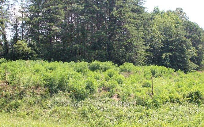 HWY 64 E-COLD BRANCH: Hwy 64 E-Cold Branch, Hayesville, NC 28904